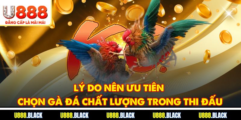 Lý do nên ưu tiên chọn gà đá chất lượng trong thi đấu