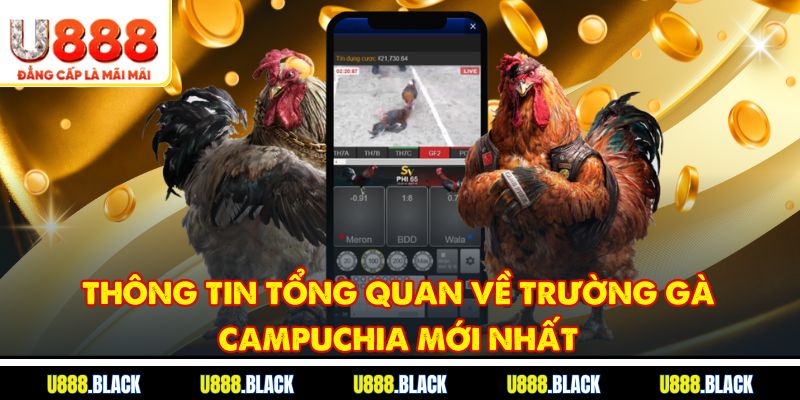 Thông tin tổng quan về trường gà Campuchia mới nhất